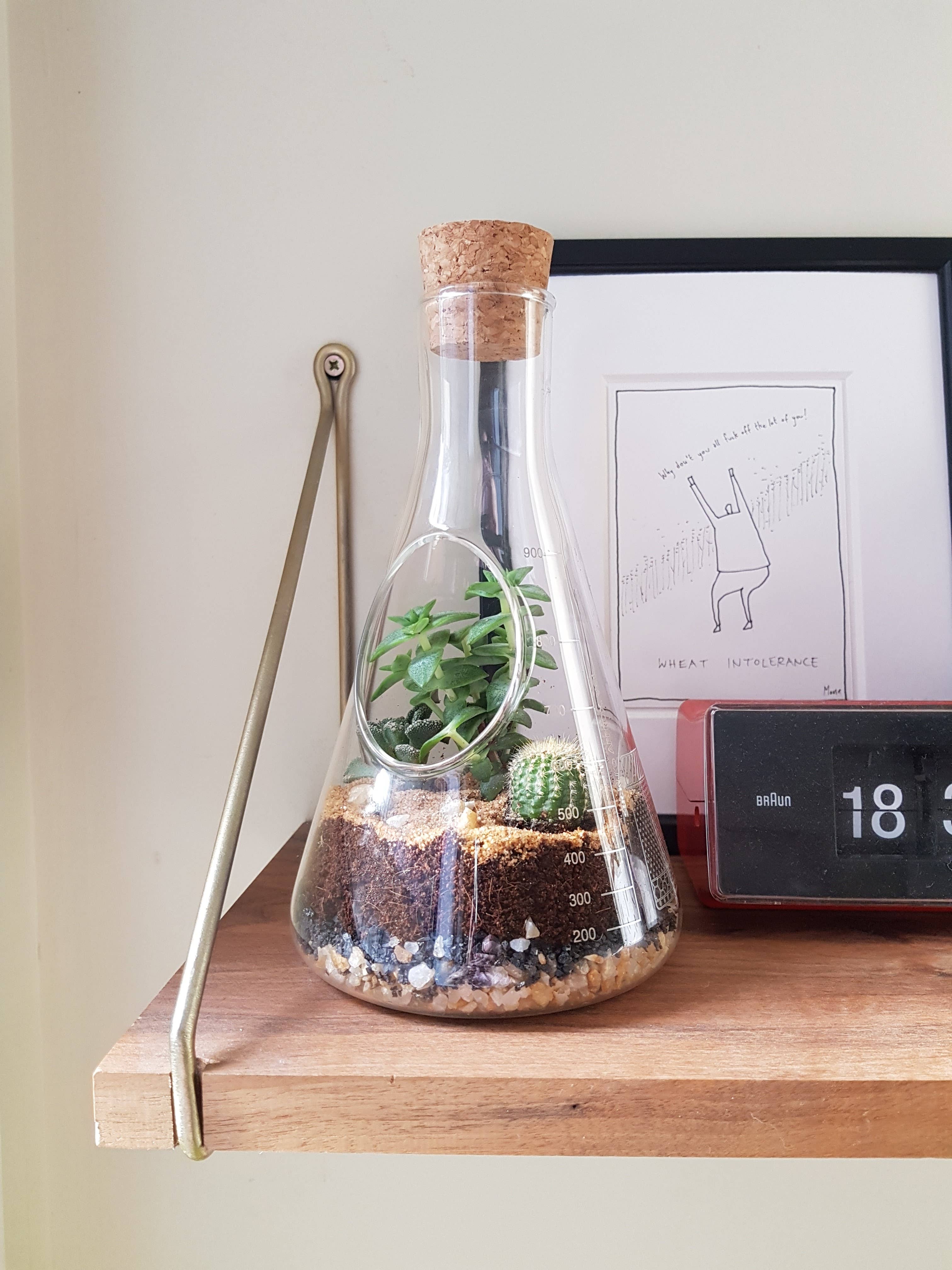 Build Your Own Terrarium Kit