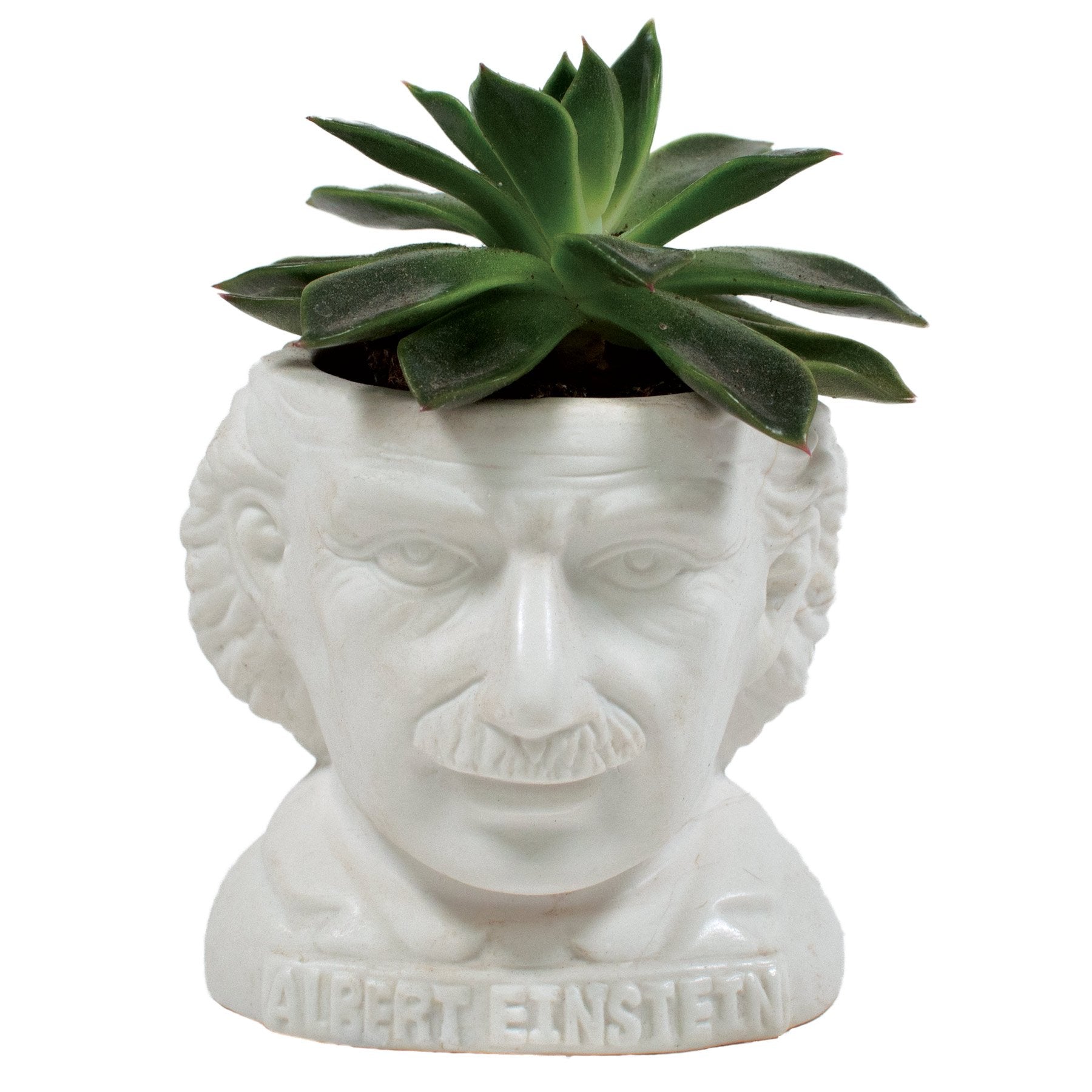 Albert Einstein Planter