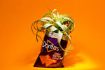 Doritos Bag with Air Plant